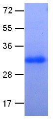 RhoA Protein, 100 µg, (10104) NEBCC0003