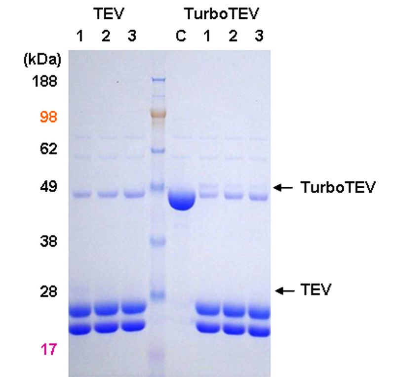 TurboTEV Protease, large, 10 mg (100,000 Units) (T0102L) ACGC80011