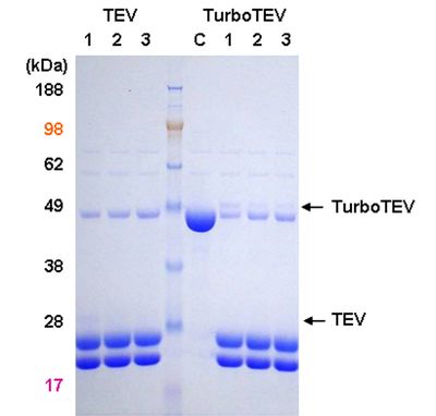 TurboTEV Protease, large, 10 mg (100,000 Units) (T0102L) ACGC80011 TurboTEV Protease, large, 10 mg (100,000 Units) (T0102L) ACGC80011