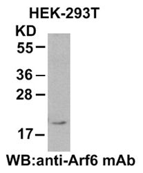 Anti-Arf6 Mouse Monoclonal Antibody, 100 µl (26029), NEBA10120