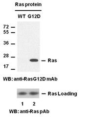 Anti-Ras (G12D) Mouse Monoclonal Antibody, 100 µl (26036), NEBA10124 Anti-Ras (G12D) Mouse Monoclonal Antibody, 100 µl (26036), NEBA10124
