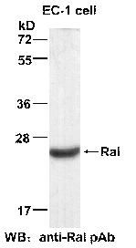 Anti-Ral Rabbit Polyclonal Antibody, 100 µl (21150), NEBA10066