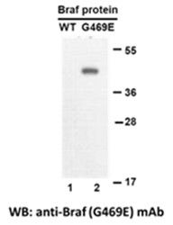 Anti-B-RAF (G469E) Mouse Monoclonal Antibody, 100 µl (26196), NEBA10197