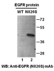 Anti-EGFR (N826S) Mouse Monoclonal Antibody, 100 µl (26116), NEBA10158 Anti-EGFR (N826S) Mouse Monoclonal Antibody, 100 µl (26116), NEBA10158