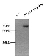 Anti-PIK3CA (H1047R) Rabbit Polyclonal Antibody, 100 µl (21146), NEBA10065