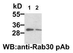 Anti-Rab30 Rabbit Polyclonal Antibody, 100 µl (21062), NEBA10040