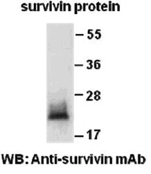 Anti-survivin Mouse Monoclonal Antibody, 100 µl (26131), NEBA10166 Anti-survivin Mouse Monoclonal Antibody, 100 µl (26131), NEBA10166