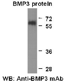 Anti-BMP3 Mouse Monoclonal Antibody, 100 µl (26051), NEBA10131 Anti-BMP3 Mouse Monoclonal Antibody, 100 µl (26051), NEBA10131