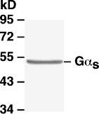 Anti-Gαs Mouse Monoclonal Antibody, 100 µl (26006), NEBA10102 Anti-Gαs Mouse Monoclonal Antibody, 100 µl (26006), NEBA10102
