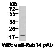 Anti-Rab14 Rabbit Polyclonal Antibody, 100 µl (21047), NEBA10033