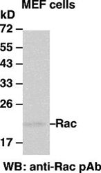 Anti-Rac1 Rabbit Polyclonal Antibody, 100 µl (21003), NEBA10003