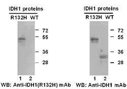 Anti-IDH1 (R132H) Mouse Monoclonal Antibody, 100 µl (26081), NEBA10146