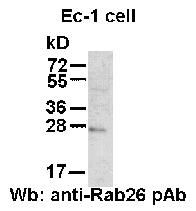 Anti-Rab26 Rabbit Polyclonal Antibody, 100 µl (21058), NEBA10038