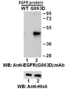 Anti-EGFR (G863D) Mouse Monoclonal Antibody, 100 µl (26119), NEBA10160