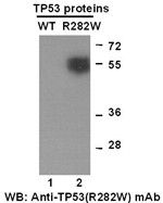 Anti-TP53 (R282W) Mouse Monoclonal Antibody, 100 µl (26076), NEBA10143