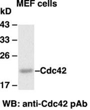 Anti-Cdc42 Rabbit Polyclonal Antibody, 100 µl (21010), NEBA10007
