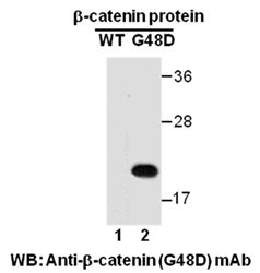 Anti-β-catenin (G48D) Mouse Monoclonal Antibody, 100 µl (26166), NEBA10183