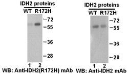Anti-IDH2 (R172H) Mouse Monoclonal Antibody, 100 µl (26084), NEBA10149