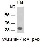 Anti-RhoA Rabbit Polyclonal Antibody, 100 µl (21017), NEBA10014