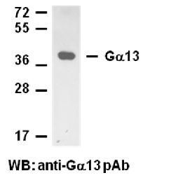 Anti-Gα13 Rabbit Polyclonal Antibody, peptide immunogen, 100 µl (21020), NEBA10016