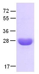 Rab4A Protein Q67L mutant, 25 µg (10131) NEBCC0047