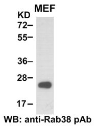 Anti-Rab38 Rabbit Polyclonal Antibody, 100 µl (21081), NEBA10048