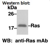 Anti-Ras Mouse Monoclonal Antibody, 100 µl (26014), NEBA10109