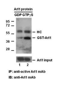 Arl1 Activation Assay Kit, 30 Assays (82901) NEBB40029