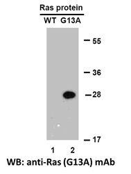 Anti-HRAS (G13A) Mouse Monoclonal Antibody, 100 µl (26191), NEBA10193