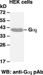 Anti-Gαi Rabbit Polyclonal Antibody, 100 µl (21006), NEBA10005