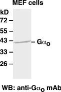 Anti-Gαo Mouse Monoclonal Antibody, 100 µl (26009), NEBA10105