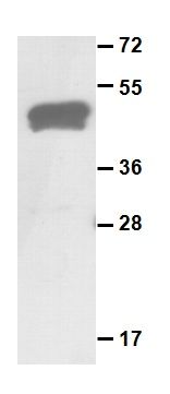 Anti-Rab-4A Rabbit Polyclonal Antibody, 100 µl (21158), NEBA10070