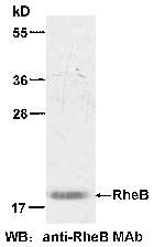 Anti-RheB Mouse Monoclonal Antibody, 100 µl (26015), NEBA10110