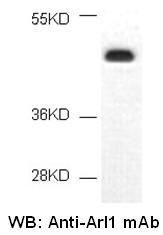 Anti-Arl1 Mouse Monoclonal Antibody, 100 µl (26056), NEBA10135 Anti-Arl1 Mouse Monoclonal Antibody, 100 µl (26056), NEBA10135