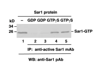 Sar1 Activation Assay Kit, 30 Assays (81801) NEBB40023