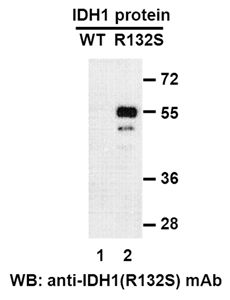 Anti-IDH1 (R132S) Mouse Monoclonal Antibody, 100 µl (26160), NEBA10179