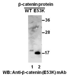 Anti-β-catenin (E53K) Mouse Monoclonal Antibody, 100 µl (26167), NEBA10184