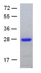 Arl1 Protein Q71L mutant, 25 µg, (10156) NEBCC0065 Arl1 Protein Q71L mutant, 25 µg, (10156) NEBCC0065