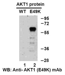 Anti-AKT1 (E49K) Mouse Monoclonal Antibody, 100 µl (26137), NEBA10170