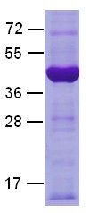 Gαi2 Protein Q205L mutant, 10 µg, (10147) NEBCC0057