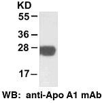 Anti-Apolipoprotein A1 Mouse Monoclonal Antibody, C-terminal immunogen, 100 µl (26023), NEBA10116