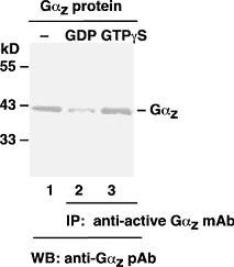 Anti-Active Gαz Mouse Monoclonal Antibody, 30 µl (26908), NEBA10215