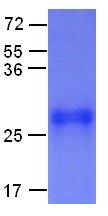 Rab35 Protein Q67L mutant, 25 µg, (10133) NEBCC0049