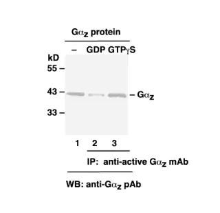 Gαz Activation Assay Kit, 30 Assays (81001) NEBB40016
