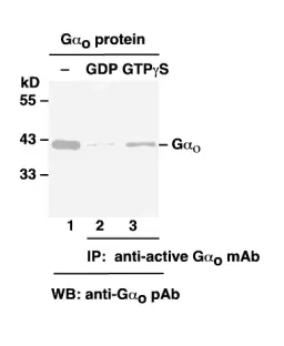 Gαo Activation Assay Kit, 30 Assays (80901) NEBB40015