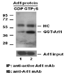 Anti-Active Arl1 Mouse Monoclonal Antibody, 30 µl (26924), NEBA10229 Anti-Active Arl1 Mouse Monoclonal Antibody, 30 µl (26924), NEBA10229