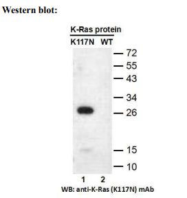 Anti RAS(K117N) Mouse Monoclonal Antibody, 100 ul (26468), NEBA10312