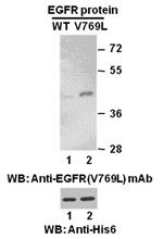 Anti-EGFR (V769L) Mouse Monoclonal Antibody, 100 µl (26121), NEBA10162