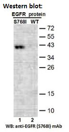 Anti EGFR(S768I) Mouse Monoclonal Antibody, 100 ul (26483), NEBA10317