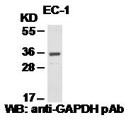 Anti-GAPDH Rabbit Polyclonal Antibody, 100 µl (21012), NEBA10009